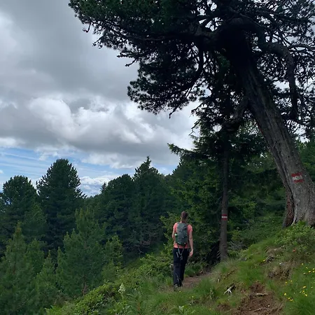 Zirbenzapfen In Den Seetaler Alpen *