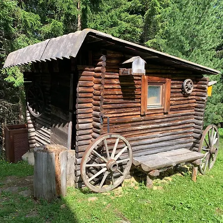 Zirbenzapfen In Den Seetaler Alpen